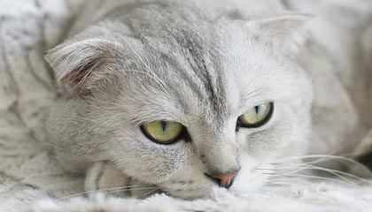 世界杯在线观看平台-恒大亚冠赛季首胜卡帅实现救赎 仍有一尴尬未打破